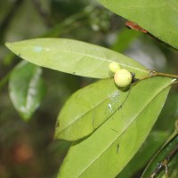 Polyalthia persicifolia (Hook.f. & Thomson) Bedd.